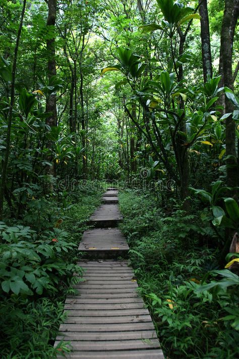 Wooden Pathway Ideas, Forest Walkway, Hawaii Forest, Wood Pathway, Path In The Woods, Wooden Pathway, Wood Path, Timber Planks, Wooden Path