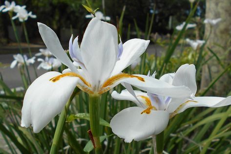 African Iris White, #African, #White, #Iris Iris Plant, African Iris, Glory Lily, South African Flowers, Iris White, Iris Rhizomes, White Iris, African Flowers, Gathering Place