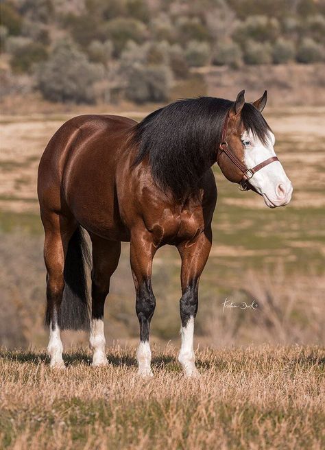 Reining Horses, Aqha Stallion, Quarter Horse Stallion, Horse Reining, American Paint Horse, Morgan Horse, American Paint, Horse Boarding, Horse Crafts