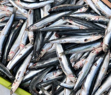 Anchovies are saltwater forage fish, native to the Mediterranean and the Black Sea. There are a variety of ways these small fish can be used in recipes. Ribe, Sardine Toast, Anchovy Recipes, Sardine Recipes, European Cuisine, Food Gallery, All Fish, Fish And Meat, Types Of Fish