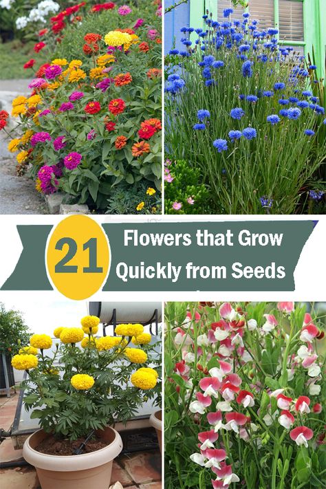 Looking to add some colorful and vibrant flowers to your garden quickly? Check out our guide on Flowers that Grow Quickly from Seeds. Flower Garden Diy Ideas, What Flowers To Plant Together In A Pot, Seed Flower Garden, Planting Wild Flowers Seeds, Flowers In Garden Ideas, Flowers Around Garden, Flowers To Plant In May, How To Grow Flowers In Pots, How To Plant Flower Seeds