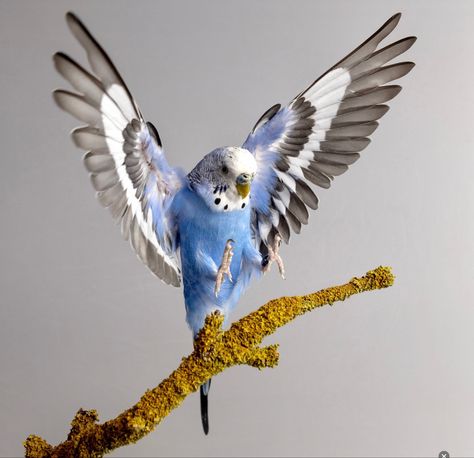 Bird Landing Drawing, Budgy Bird, Parakeet Flying, Bird Landing, Parakeet Art, Budgies Parrot, Budgie Bird, Blue Budgie, Blue Parakeet