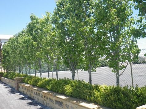 Ornamental Pear tree » Landsdale Plants Chanticleer Pear Tree, Ornamental Pear Tree Screen, Hedge Ideas, Ornamental Pear Tree, Pyrus Calleryana, Screening Plants, Landscaping Along Fence, Privacy Screening, Privacy Hedge