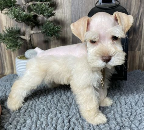 Taz 7 weeks old Puppy Haircut, Schnauzer Grooming, Cute Small Dogs, Giant Schnauzer, Schnauzer Puppy, Schnauzer Dogs, Mini Schnauzer, Miniature Schnauzer, Dogs Of The World