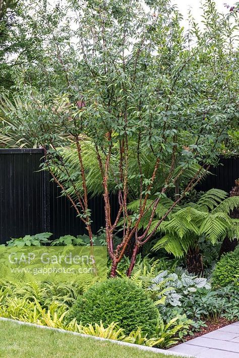 Multi-stemmed Prunus serrula - Tibetan cherry - with mahogany peeling bark, in bed of ferns, tree fern, yew and brunnera. Prunus Serrula, Planting Palette, Fern Tree, Small Trees For Garden, Conifers Garden, Ferns Garden, Tree Fern, Pergola Garden, Small Shrubs