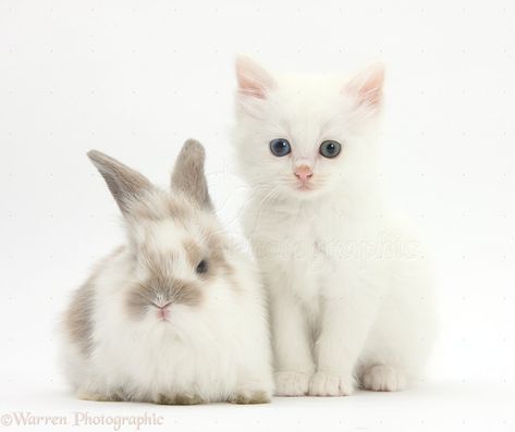 Cat Core, Pet Cemetery, Bunny Care, Cute Bunny Pictures, Image Chat, Bunny Pictures, Super Cute Animals, Angel Baby, Cats Kittens