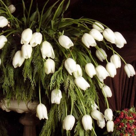 E͏P͏O͏C͏H͏ F͏L͏O͏R͏A͏L͏ on Instagram: "FRENCH TULIP WATERFALL• set amongst fresh cedar, a waterfall of French tulips flow….a wedding holiday never to be forgotten #tbt #frenchtulips #xmas #winterwedding #winter #extra #sexy #instainspo #weddingflowers #eventflowers" French Tulip, French Tulips, Katie White, Tulip Wedding, Flower Installation, Deco Floral, Wedding Mood Board, Wedding Mood, Dreamy Wedding