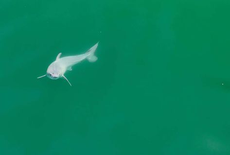 Possible First-Ever Sighting of a Great White Shark Birth Stuns Researchers Baby Great White Shark, Shark Conservation, Central Coast California, Science Reading, Apex Predator, The Great White, Dinosaur Fossils, Animal Facts, White Sharks