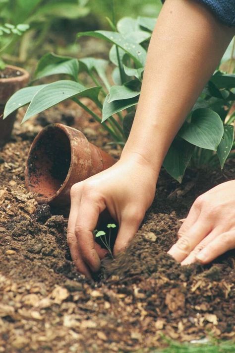 The Tiny Seed, Pulling Weeds, Seed Starting Mix, Hand Photography, Fine Gardening, Veg Garden, Cold Frame, Seed Packets, Fruit And Veg