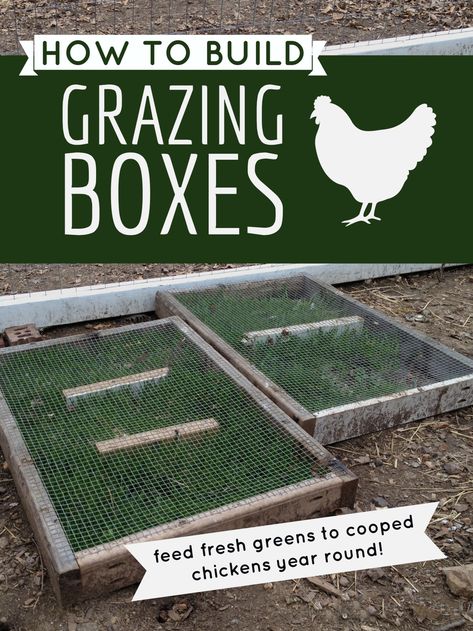 Chicken Grazing Boxes, Urban Chicken Farming, Grazing Boxes, Portable Chicken Coop, Chicken Pen, Backyard Chicken Farming, Coops Diy, Raise Chickens, Best Chicken Coop