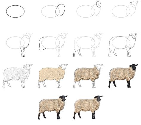 How To Draw Sheep Step By Step, Sheep Sketch Drawings, Shepherd And Sheep Drawing, Lamb Drawing Reference, Watercolor Sheep Tutorial, Watercolor Sheep Paintings, Sheep Paintings Easy, Easy Sheep Drawings, How To Draw A Lamb