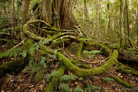 The tangled mossy roots reach out over the rainforest floor in search of water. Description from lukecaseyphotography.com. I searched for this on bing.com/images Permaculture, Nature, Rainforest Painting, Jungle Project, Rainforest Floor, Ivan Shishkin, Forest Ideas, Mandala Inspiration, Commercial Illustration