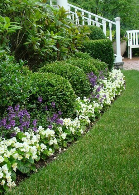 White Wax Begonias  Wax begonias are tender perennials in Zones 8-11 but I grow them as a flower suitable for edging beds in light shade. It has waxy leaves and produces clusters of single or double white flowers. Wax begonias bloom non-stop throughout the entire season until first frost. It looks great with another annual, Purple Angelonia, as I planted here. Garden Ideas India, Wax Begonias, Terraced Vegetable Garden, Small Front Gardens, Landscape Gardening, Front Garden Design, Meteor Garden 2018, Front Landscaping, Garden Shrubs