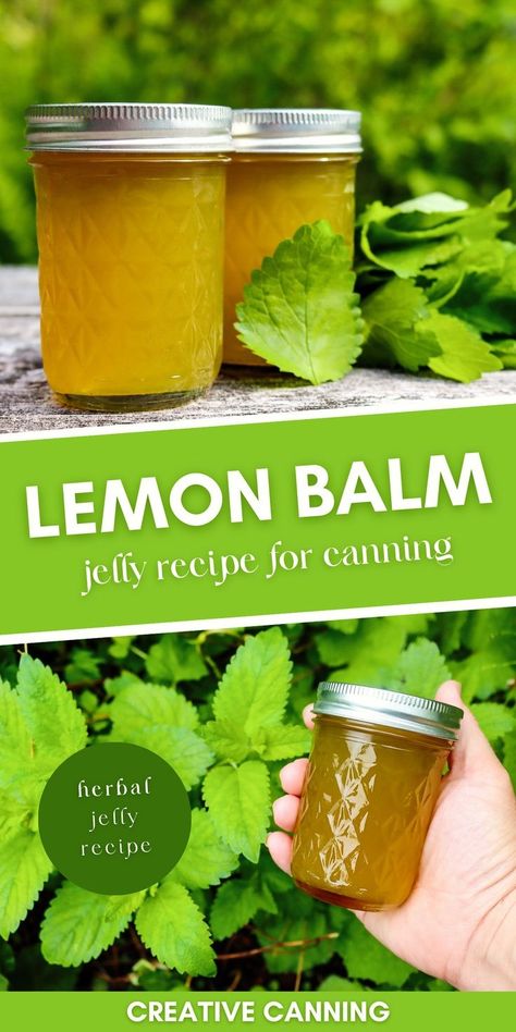 Lemon Balm Jelly: Canning Recipes for Beginners - Looking for a unique homemade jelly recipe? Try making Lemon Balm Jelly! This refreshing herbal jelly tastes like a citrus mint jelly and is perfect for canning. It's a great addition to any breakfast or tea time spread, and a creative way to use up an abundance of fresh lemon balm from your garden. Get creative with your canning by trying out herbal jelly recipes like this one. Jelly Recipes For Canning, Homemade Jelly Recipe, Canning Jelly Recipes, Mint Jelly Recipe, Herbal Jelly, Lemon Balm Uses, Fruit Jelly Recipe, Lemon Balm Recipes, Water Bath Canning Recipes