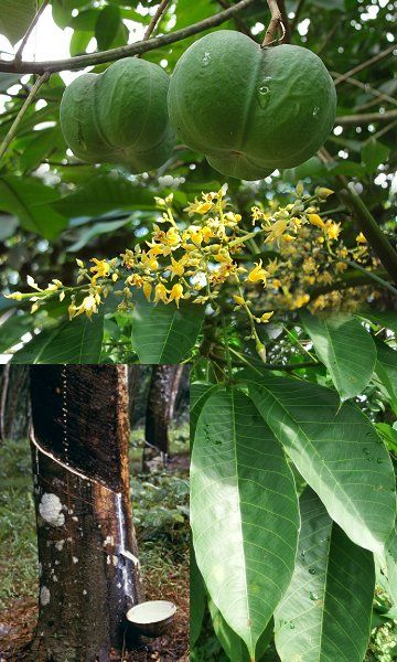 Hevea brasiliensis, the Para rubber tree, sharinga tree, or, most commonly, the rubber tree, is a tree belonging to the family Euphorbiaceae. It is the most economically important member of the genus Hevea. It is of major economic importance because the milky latex extracted from the tree is the primary source of natural rubber. Weird Fruit, Greek Flowers, Bangladeshi Food, Hevea Brasiliensis, Tree Sap, Tree Species, Forest Plants, Alpine Plants, Amazon River