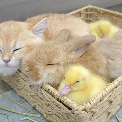 Cats Empire - Duckling, Kitten and Bunny sleeping together... | Facebook Bunnies And Kittens, Rabbit And Cat Together, Kittens And Bunnies, Cute Animals Together, Kitten And Bunny, Bunnies Sleeping, Bunny And Duck, Dog And Bunny, Silly Friends