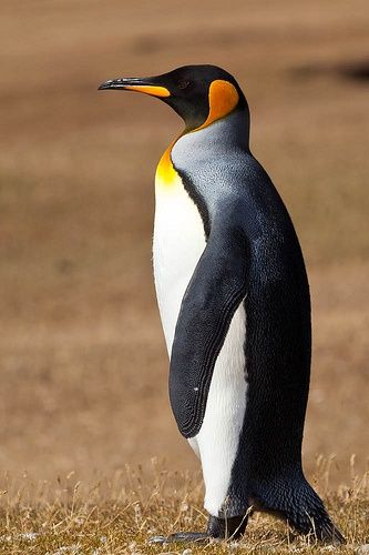 Emperor Penguins, Penguin Pictures, Penguin Species, Penguin Coloring, Penguin Drawing, King Penguin, Emperor Penguin, Flightless Bird, Penguin Love