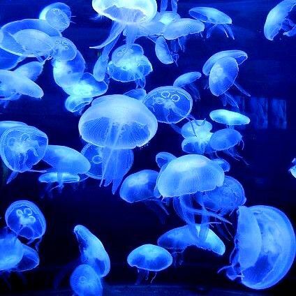 Jellyfish Pictures, Cybercore Aesthetic, Blue Aesthetic Dark, Behind Blue Eyes, Dark Blue Wallpaper, Blue Jellyfish, Cocoppa Wallpaper, Marine Animals, Ocean Creatures