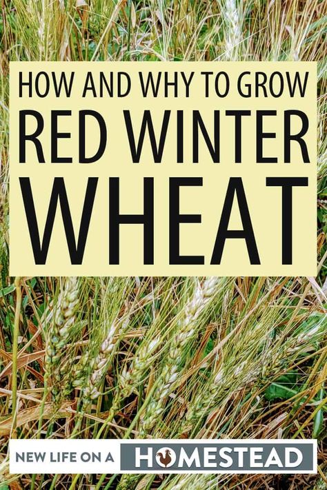 Permaculture, How To Harvest Wheat, Landscape Ideas Architecture, Homestead Landscape, Growing Grains, Ideas Around Trees, Growing Rice, Growing Wheat, Indoor Hydroponics