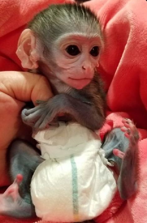 Baby Monkey For Sale, Capuchin Monkey Pet, Pet Monkey For Sale, Monkey Pet, Monkeys For Sale, Funny Monkeys, Monkey Funny, Marmoset Monkey, Macaque Monkey