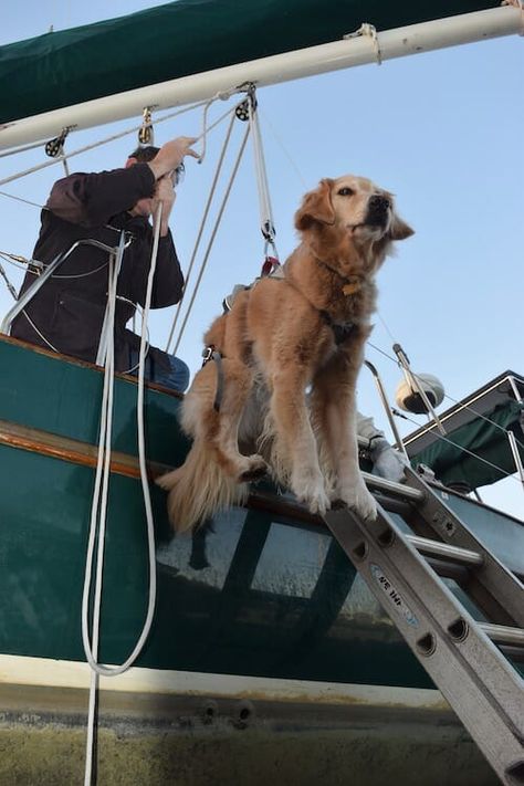 Sailboat Life, Dogs On Boats, Boat Organization, Ship Life, Liveaboard Sailboat, Sea Goat, Pets Stuff, Boat Living, Boat Galley