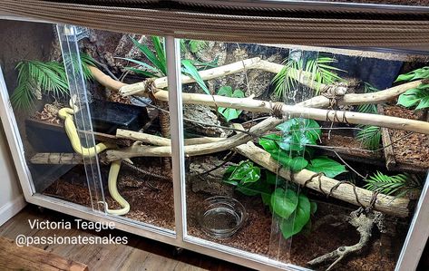 Boa Constrictor Enclosure, Diy Snake Enclosure, Enclosure Background, Snake Tanks, Python Enclosure, Gecko Enclosure, Tree Snake, Snake Cages, Animal Enclosures