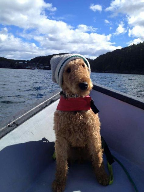 Fisher loves to sail! Airedale Terrier Puppies, Airedale Dogs, Lakeland Terrier, Irish Terrier, Wire Fox Terrier, Pretty Dogs, Airedale Terrier, Fox Terrier, Terrier Dog