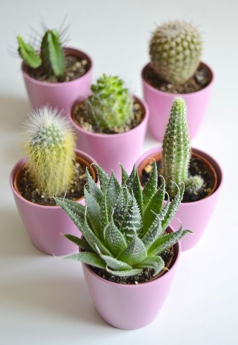 Small cactus in bloom, close-up How To Clean Velvet, Mini Cactus Plants, Cactus In Bloom, Small Cactus Plants, Refinish Wood Furniture, Small Indoor Plants, Farmhouse Side Table, Small Cactus, Mini Cactus