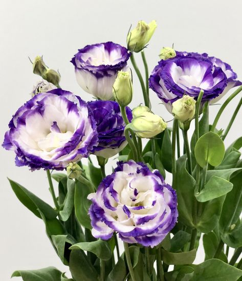 Lisianthus Eustoma also known as Prairie Gentian Lisianthus Eustoma, Prairie Gentian, Eustoma Flower, Flower Identification, Flower Arranging, Anatomy Reference, Exotic Flowers, Purple Flowers, Flower Arrangements