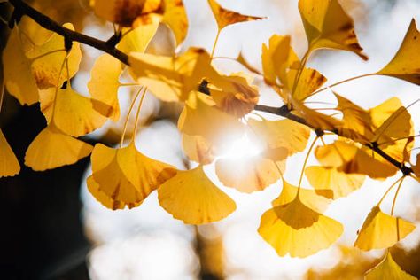 5,286 Ginkgo Tree Photos and Premium High Res Pictures - Getty Images Ginko Biloba, Tree Photos, Light Art Installation, Ginkgo Tree, Fruits Photos, Ginkgo Biloba, Makes You Beautiful, Photo Tree, Light Art