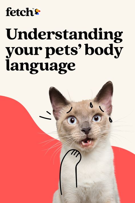 Pet Poster Design, Parent Relationships, Cat Body Language, Pet Advertising, Pet Branding, Cat Hotel, Get Angry, Pet Design, Animal Activism