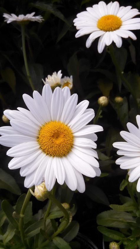 Pretty Flowers Pictures, Shasta Daisy, Home Garden Plants, Real Plants, Bulb Flowers, Flowers Perennials, Beautiful Nature Wallpaper, Green Foliage, The Soil