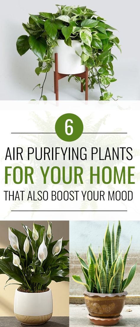 Plants that clean the air!! 6 Air Purifying Plants That Will Clean The Air And Boost Your Mood Air Purifying House Plants, Trendy Plants, Best Indoor Plants, Air Purifying Plants, Houseplants Indoor, Boost Your Mood, Air Purifying, Interior Plants, House Plants Decor