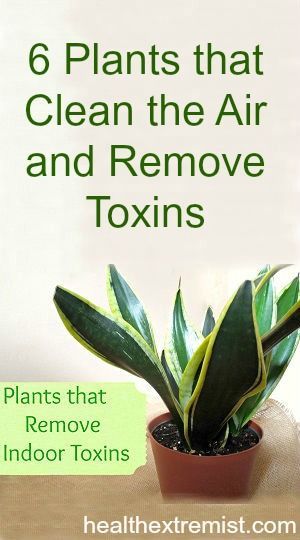 Indoor Plants that Clean the Air and Remove Toxins Calathea Warscewiczii, Clean Hacks, Air Cleaning Plants, Air Purifying Plants, Remove Toxins, Plants Indoor, House Plants Indoor, Clean Air, Indoor Air