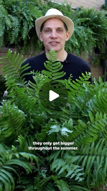 Farmshenanigans Wesley Turner on Instagram: "Meet the Macho Fern. Great for Shady porches and gardens! Do you do any outdoor gardening such as planting outdoor containers or flowers in your landscape? Or is gardening not your thing?.
.
.
.
.
#outdoorliving #machofern #gardeningtips #planttips #designideas" Fern Companion Plants, Macho Fern Container, Planting Outdoor, How To Transplant Ferns, Maiden Hair Fern Care, Maidenhair Fern Outdoor, Macho Fern, Fern, Gardening Tips