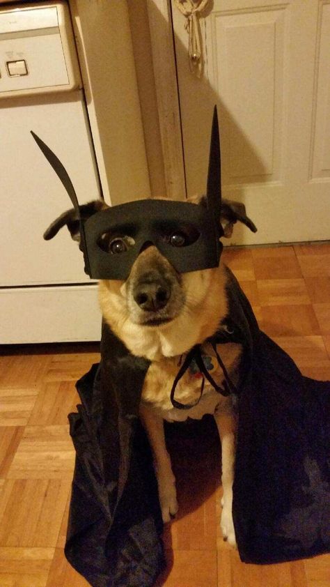 16 Animals That Are Ready For The Halloween Costume Party! Batman Dog, Bat Dog, Puppy Dog Pictures, Cheezburger Cat, Keeping Kids Safe, Dog Top, Cutest Animals, Dog Halloween Costumes, Funny Dog Pictures