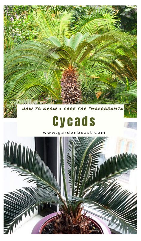 Read our complete guide to Cycad Plants for everything you will ever need to know! Tips for planting and caring for "Macrozamia" | cycads in pots | cycads landscape design | cycads garden | macrozamia moorei | how to grow cycads | cycads care #cycadsinpots #cycadslandscape Cycads Landscape Design, Cycad Garden Ideas, Florida Gardens, Plants Unique, Small Trees For Garden, Garden Planning Layout, Log Planter, Ferns Garden, Vegetable Garden Planning