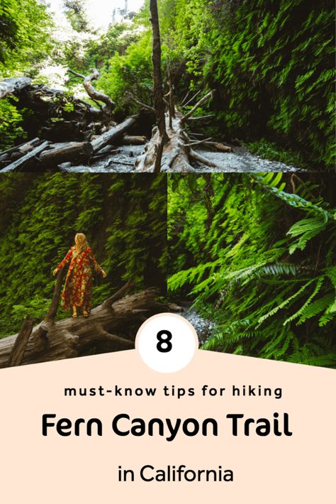 8 Essential Tips for Hiking the Fern Canyon Trail Fern Canyon California, Traveling California, Hiking Goals, Nature California, Arcata California, Northern California Road Trip, Monterey Bay California, Pacific Coast Road Trip, Fern Canyon