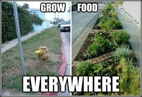 How great would this be :) Guerrilla Gardening, Grow Food, Food Forest, Community Gardening, Grow Your Own Food, Growing Food, Permaculture, Dream Garden, A Fire