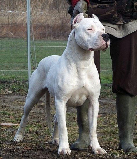 Paige Aesthetic, Dog Argentino, Dogo Argentino Dog, White Pitbull, Most Expensive Dog, English Dogs, Mastiff Breeds, Expensive Dogs, Bully Breeds Dogs