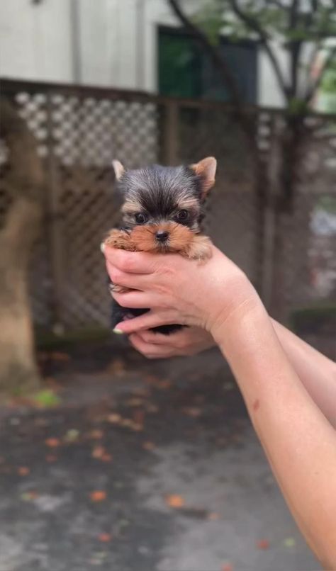 Teacup Yorkie Full Grown, Teacup Yorkie Puppies For Sale Near Me, Yorkshire Puppy, Tea Cup Yorkie, Micro Teacup Yorkie, Yorkie Teacup, Yorkie Poo Puppies, Shorkie Puppies, Teacup Yorkie For Sale