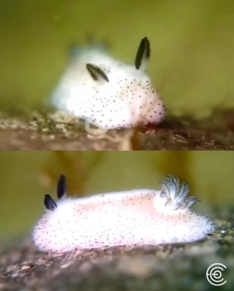 The Sea Bunny, or *Jorunna parva*, is an adorable and fascinating species of sea slug known for its striking resemblance to a tiny, fluffy rabbit. Measuring just a few centimeters in length, this marine creature is characterized by its soft, white, or yellow body adorned with small, black-tipped “ears,” which are actually sensory organs called rhinophores. These rhinophores help the Sea Bunny detect chemicals in the water, aiding in navigation and food location. Native to the waters of the I... Sea Slug Bunny, Sea Animal Reference, Interesting Sea Creatures, Cool Sea Animals, Sea Bunny Aesthetic, Sea Bunny Oc, Bunny Slug, Bunny Sea Slug, Cute Marine Animals