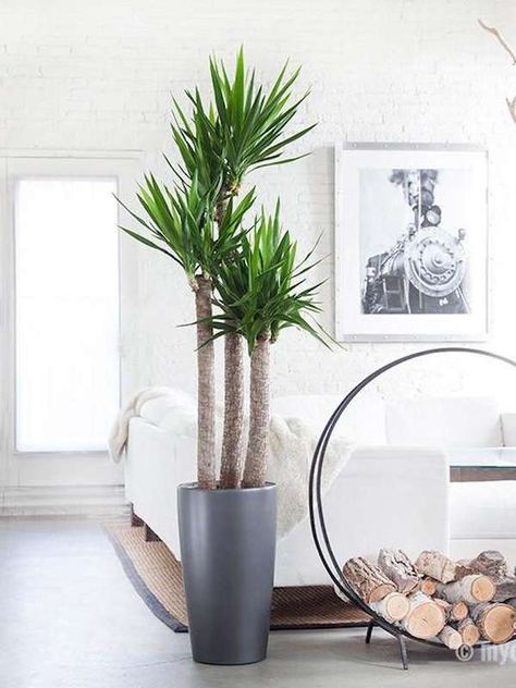 Yucca Plant Larger Houseplant Yucca Plant Indoor, Houseplant Design, Plants For Living Room, Tall Potted Plants, Big Indoor Plants, Yucca Tree, Tall Indoor Plants, Large Indoor Plants, Corner Plant