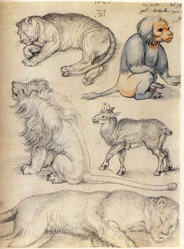 Studies of animals and landscapes, 1521, Albrecht Dürer (1471-1528) Durer Drawings, Albert Dürer, Albert Durer, Albrecht Durer Paintings, Durer Albrecht, Drawings Of Animals, Animal Studies, Jan Van Eyck, Draw Animals