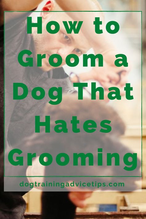 Dog Grooming Diy, Dog Grooming Tools, Dog Grooming Styles, Dog Remedies, Dog Grooming Salons, Puppy Grooming, Dog Grooming Tips, Poodle Grooming, Dog Haircuts