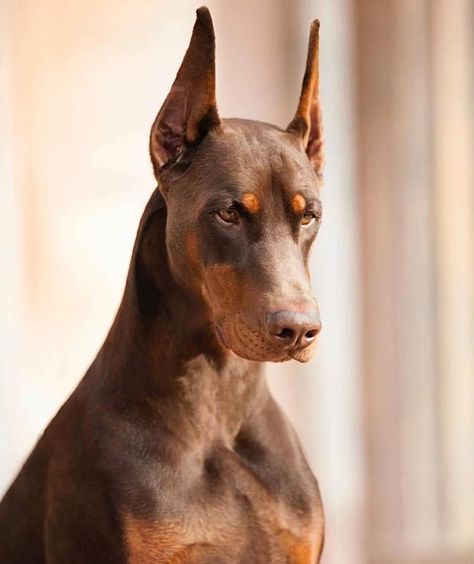 #doberman #dobermanpinscher #dog #dogsofinstagram #dogs #dobie #dobermansofinstagram #dobermanpride #dobermann #k #dobermandogs #puppy #dobermanpuppy #dobermanlove #dobermans Doberman Pinscher Puppy, Regard Animal, Top Dog Breeds, Puppy Barking, Doberman Love, Doberman Pinscher Dog, Scary Dogs, Doberman Puppy, Doberman Dogs