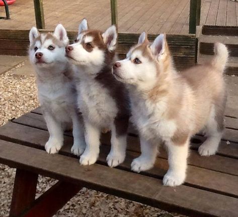 Baby Siberian Husky, Husky Baby, Caine Husky, Cute Siberian Husky, Cute Husky Puppies, Husky Puppies, Cute Husky, Siberian Husky Dog, Siberian Husky Puppies