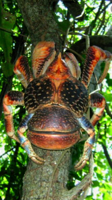 Coconut Crab: Is a large edible land crab related to the hermit crab. ~ [Wikipedia] Land Crab, Coconut Crab, Crab Art, Crab And Lobster, The Hermit, Craps, Beautiful Bugs, Types Of Animals, Hermit Crab