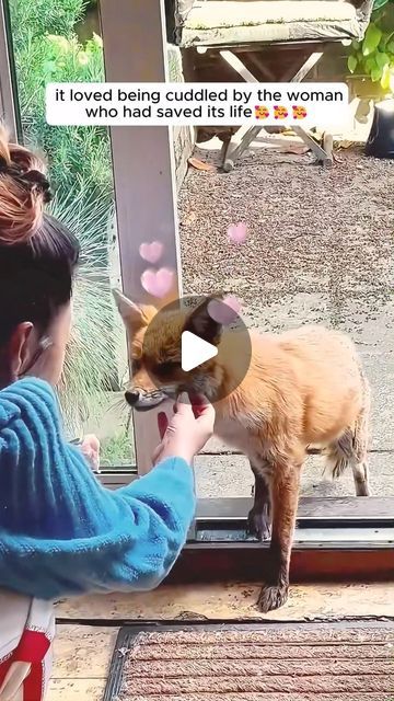 Animals And Humans Love, Adorable Animals Videos, Red Fox Pet, Fox Rescue, Unlikely Animal Friends, Animals Doing Funny Things, Animal Rescue Stories, Humans And Animals, Amazing Animal Pictures