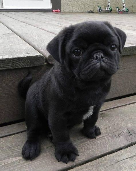 Baby Pug, Black Pug Puppies, Cute Pug Puppies, Baby Pugs, Black Pug, Pug Puppies, Cute Pugs, Pug Lover, Pug Love